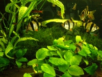 akvarium_020.jpg